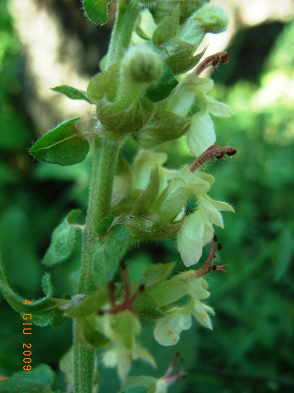 Teucrium flavum